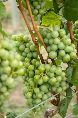 Üzüm bağında bir sürü yeşil üzüm var.