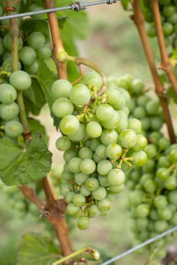 Üzüm bağında bir sürü yeşil üzüm var.