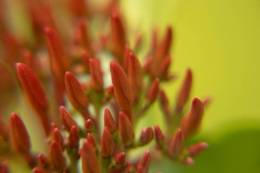 Makro fotoğraf kırmızı çiçek