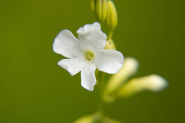 Beyaz çiçek Makro Fotoğraf
