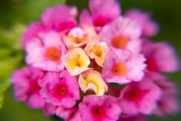 macro photo of light pink flower in detail