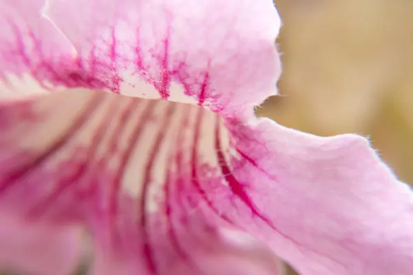 macro photo  of light pink flower