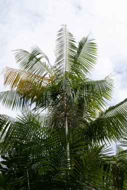 Kara Nehir ve Solomoes Nehri 'nin buluşması. Arka planda Amazon Ormanı var.