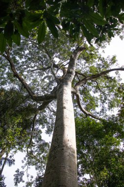 Bagajında filigran olan Sumauma ağacının önü.