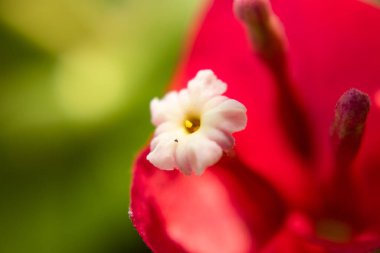 macro of beautiful red ad white flower