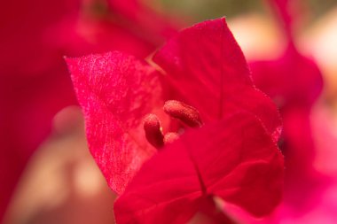 güzel kırmızı çiçekli makro