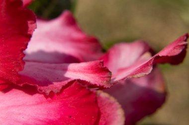 güzel pembe çiçeğin makrosu