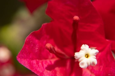güzel kırmızı ve beyaz çiçekli makro