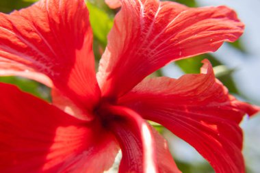 güzel kırmızı çiçekli makro