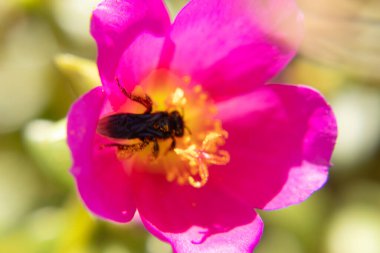 Pembe bir çiçeğin üzerindeki arıyı yakından izle.