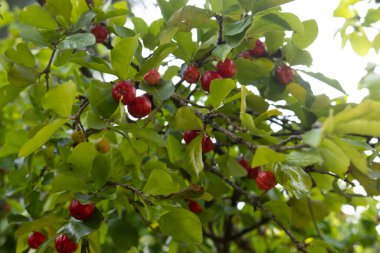 Güneşli bir günde bir ağaçta acerola yakın