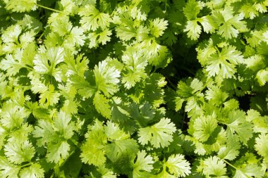 Güneşli bir günde kişniş manzarası