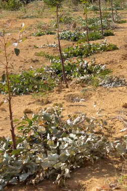 Bir okaliptüs tarlasının en üst görüntüsü