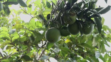 yeşil guava ağacı üzerinde guava