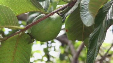  guava ağacında yeşil guava