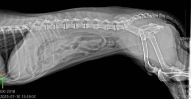 Küçük cins köpek röntgeni, şişmiş teknesi, karında gaz ve muhtemel ülser.