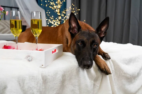 dog with a gift box on a white background