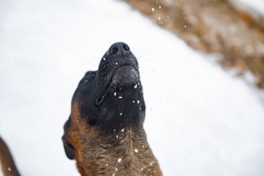 Şirin bir köpeğin portresi