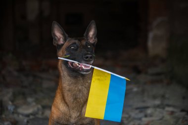 Ukrayna köpeği, Ukrayna savaşı, Ukrayna bayrağı