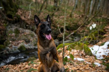 Ormanda yürüyen Belçikalı çobanın portresi..