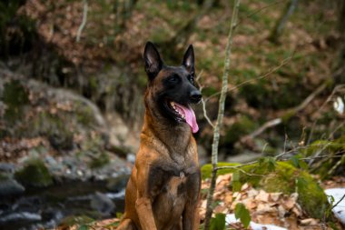 Ormanda Belçikalı çoban köpeği. Sağlıklı yaşam kavramı, tatlım.