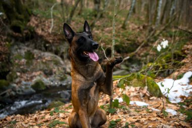 Köpek Belçikalı çoban ormanda yürüyüşe çıktı.