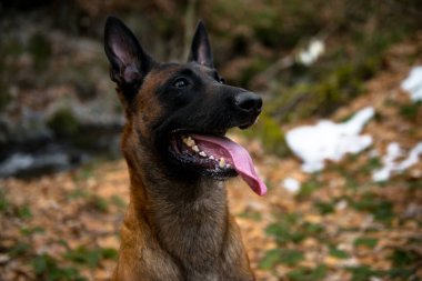 Alman çoban köpeği sonbahar ormanında