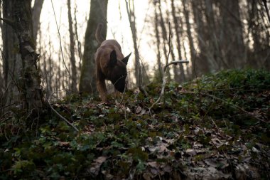 Ormandaki genç bir geyiğin siyah beyaz fotoğrafı.