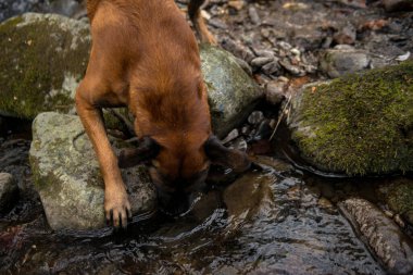 Ormandaki köpek