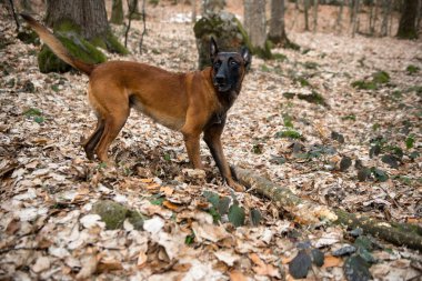 Ormandaki köpek