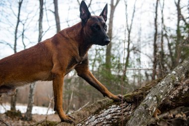 Ormanda siyah beyaz bir köpek