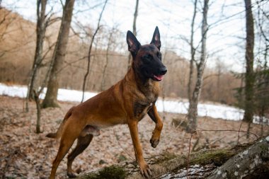 Alman çoban köpeği ormanda.