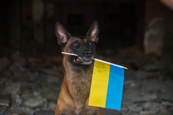 ukraine dog, war of ukraine, ukraine flag