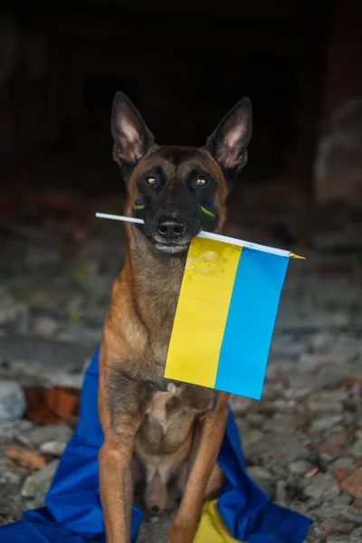 ukraine dog, war of ukraine, ukraine flag