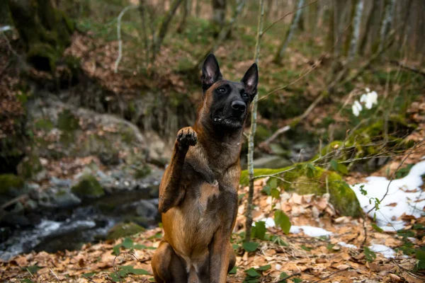 Porträtt Hund Höstparken — Stockfoto