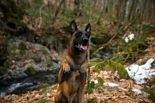 Собака Лесу — стоковое фото