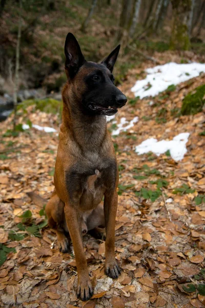 Anjing Gembala Jerman Hutan — Stok Foto