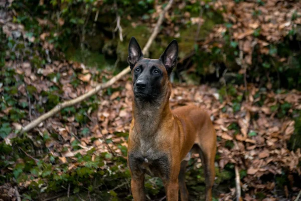 Anjing Jerman Gembala Jalan Jalan Hutan — Stok Foto
