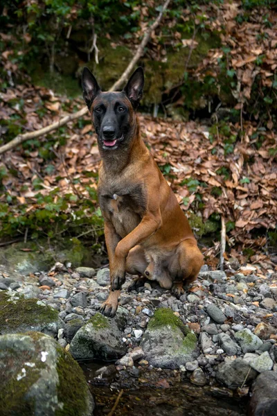 森の中の犬 — ストック写真