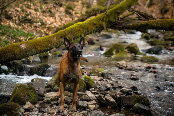 Ένα Σκυλί Στο Δάσος — Φωτογραφία Αρχείου