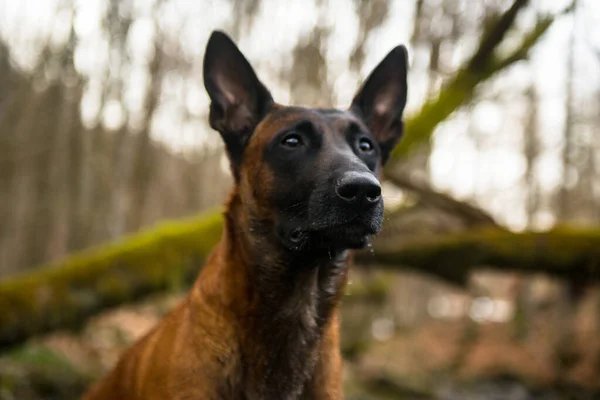Γερμανικό Τσοπανόσκυλο Στο Δάσος Του Φθινοπώρου — Φωτογραφία Αρχείου