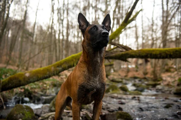 Ein Hund Wald — Stockfoto