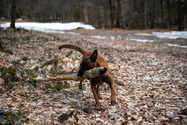 森林里的狗 — 图库照片