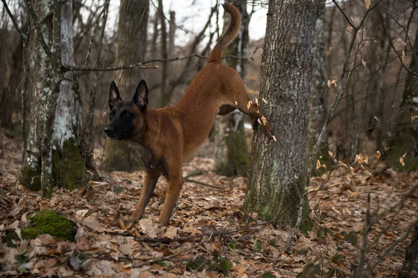 森の中の犬 — ストック写真
