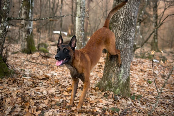 Cão Floresta — Fotografia de Stock