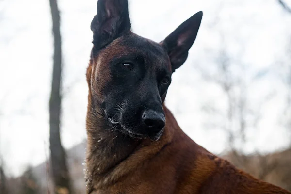 Porträt Eines Schwarzen Hundes — Stockfoto