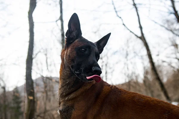 森の中のドイツの羊飼い犬 — ストック写真