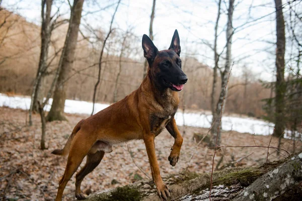 Γερμανικό Τσοπανόσκυλο Στο Δάσος — Φωτογραφία Αρχείου