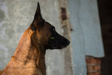 Şehir parkında bir köpek