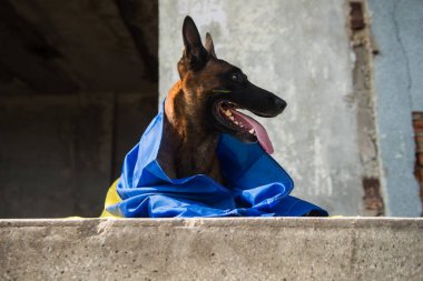 Şehirde bir köpek.